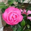 claudiarosa79